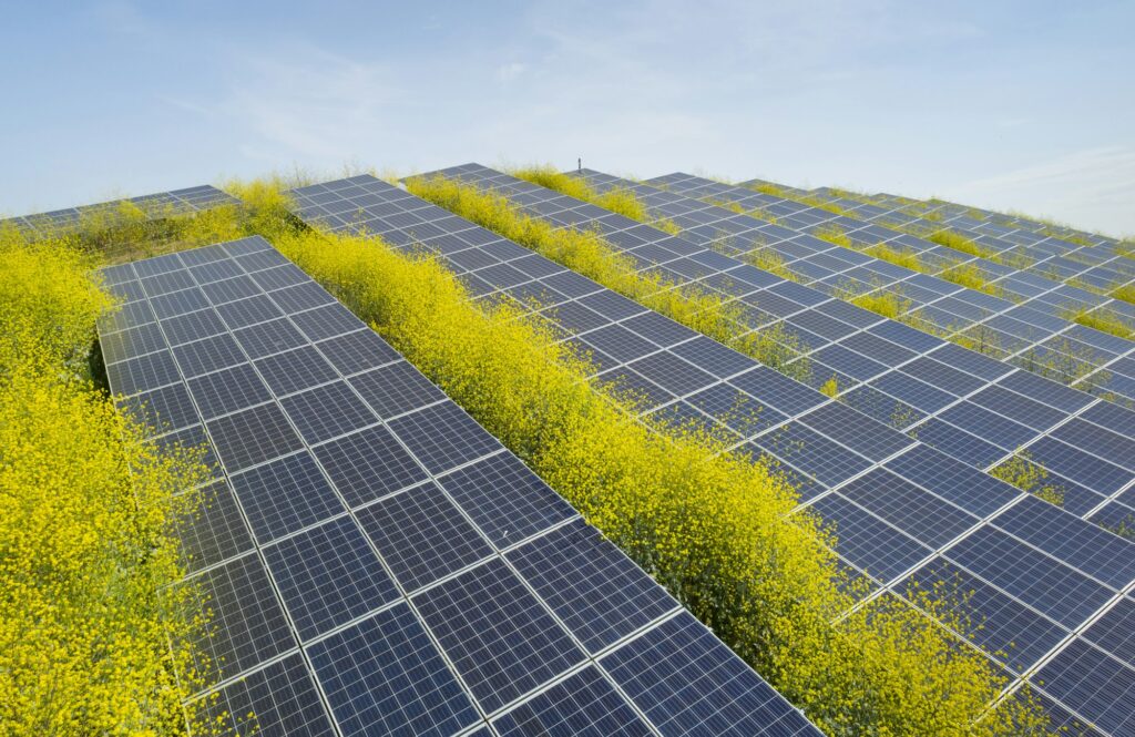 Impact Environnemental des Fermes Solaires